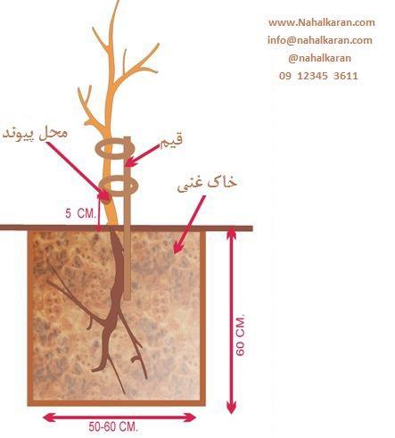 احداث باغ  